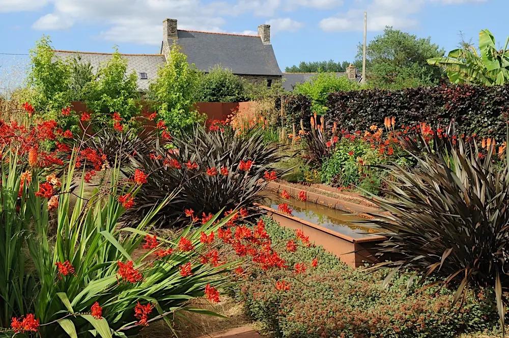Rode crocosmia's in bloei