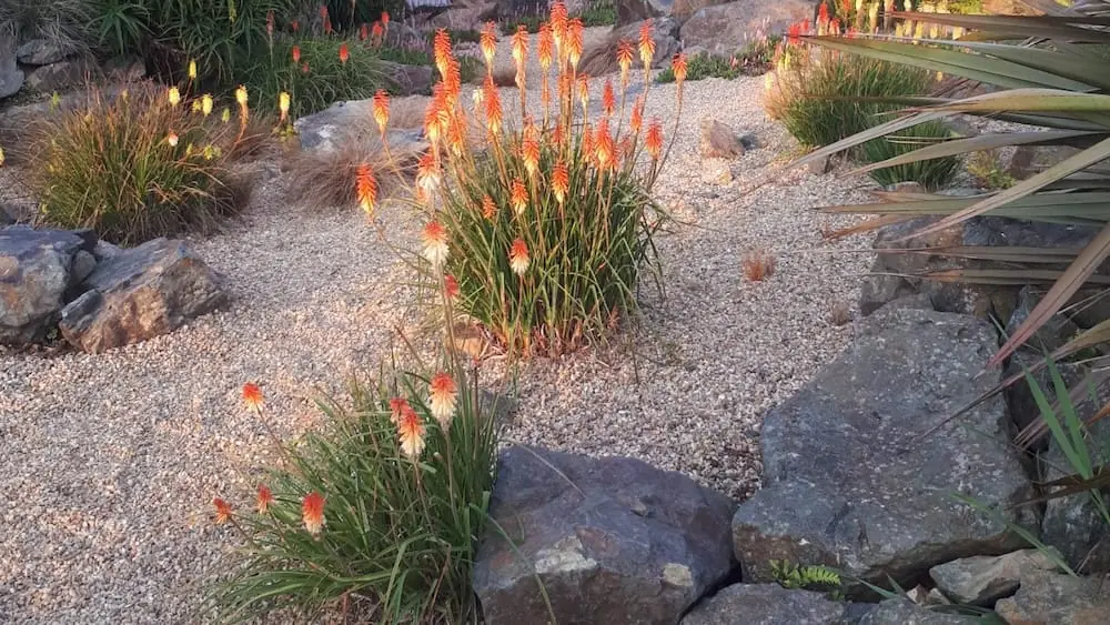 Fackellilien und Kies im Garten Saveurs de soleil