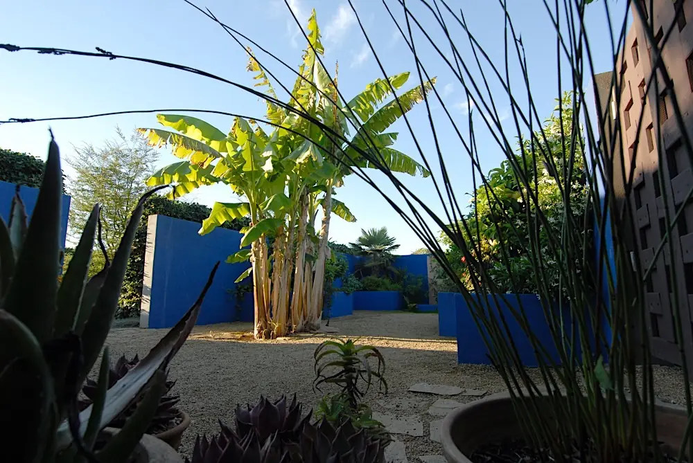 Bananenplant en blauwe muren van de exotische patio