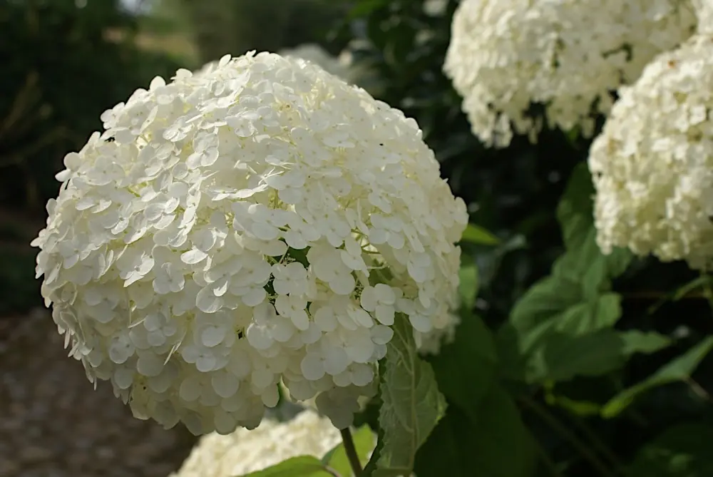 Witte hortensia in bloei