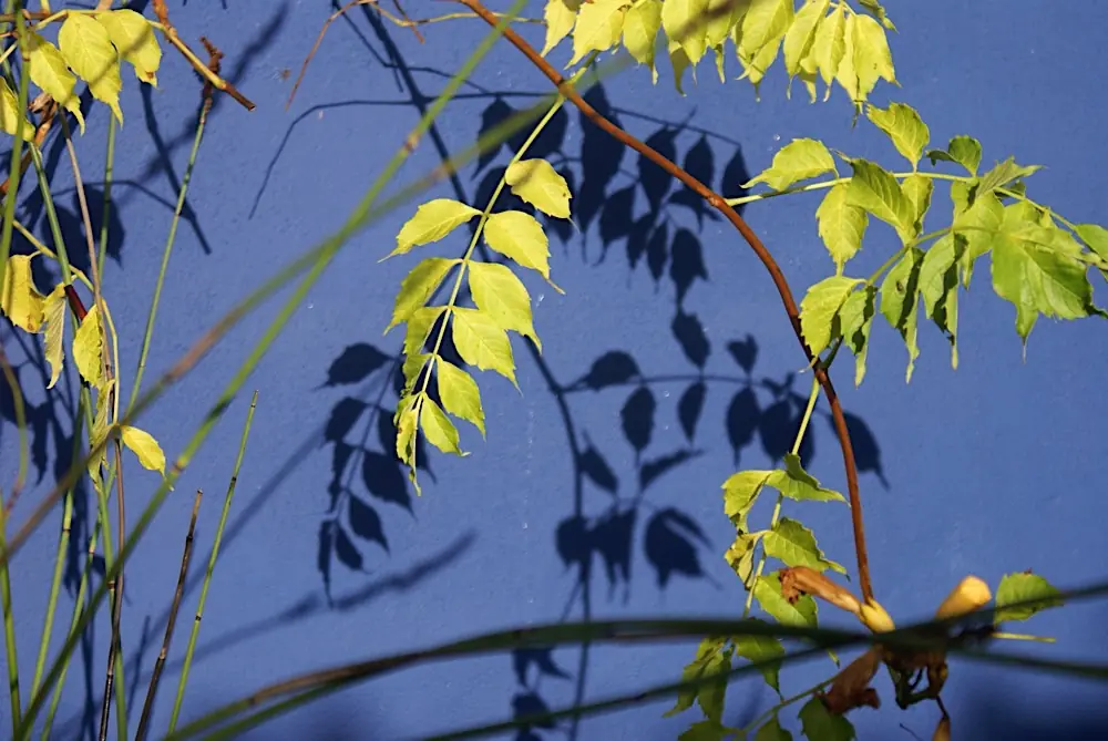 Goudkleurig blad en zijn schaduw op de blauwe muur