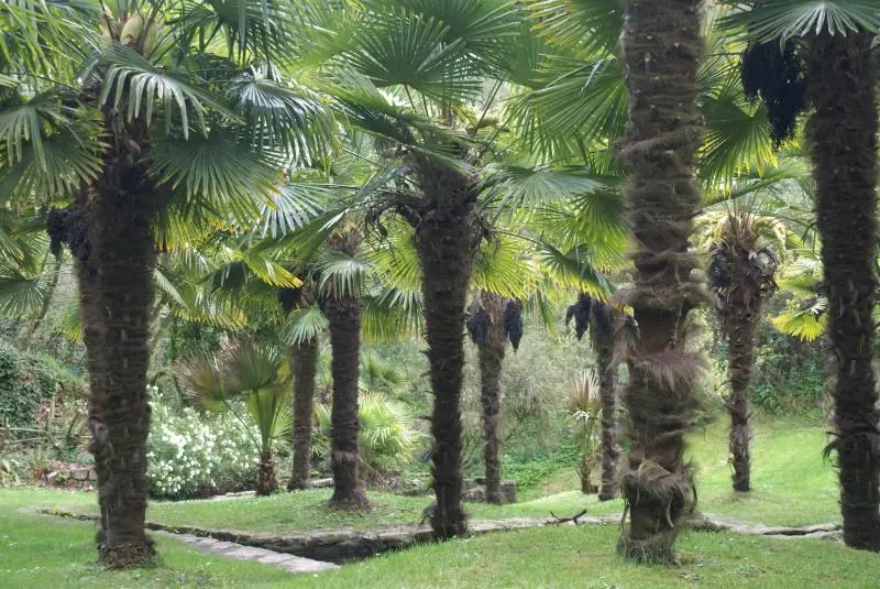 Palmen in een naburige exotische tuin
