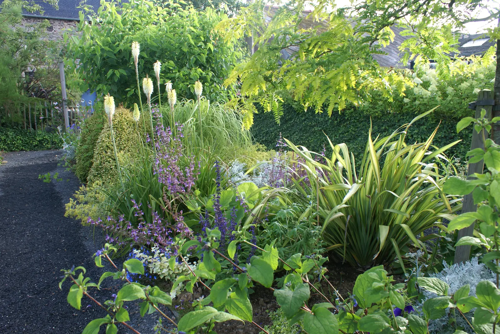 Cremefarbene Fackellilien und blauer Salbei im Garten Bleu et citron