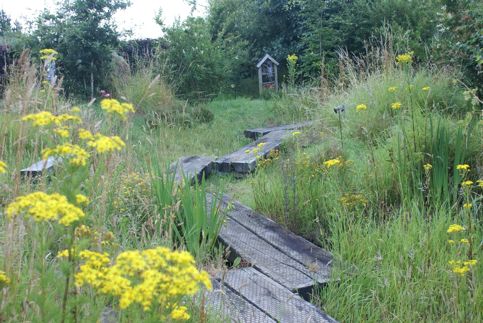 Holzsteg zwischen hohen Gräsern und gelben Blüten im wilden Garten