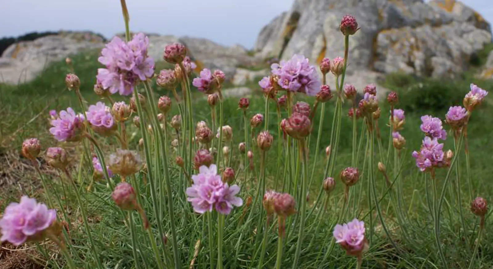 Roze Engels gras in bloei op de granieten rotsen van de kust