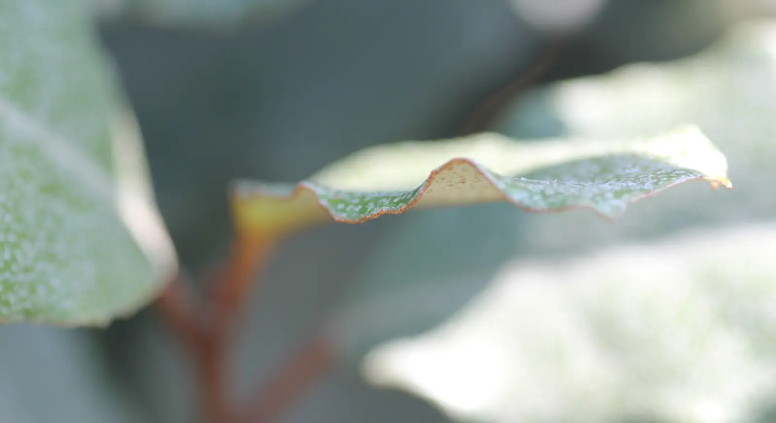 Large leaves against the blue wall of the Bleu et citron garden